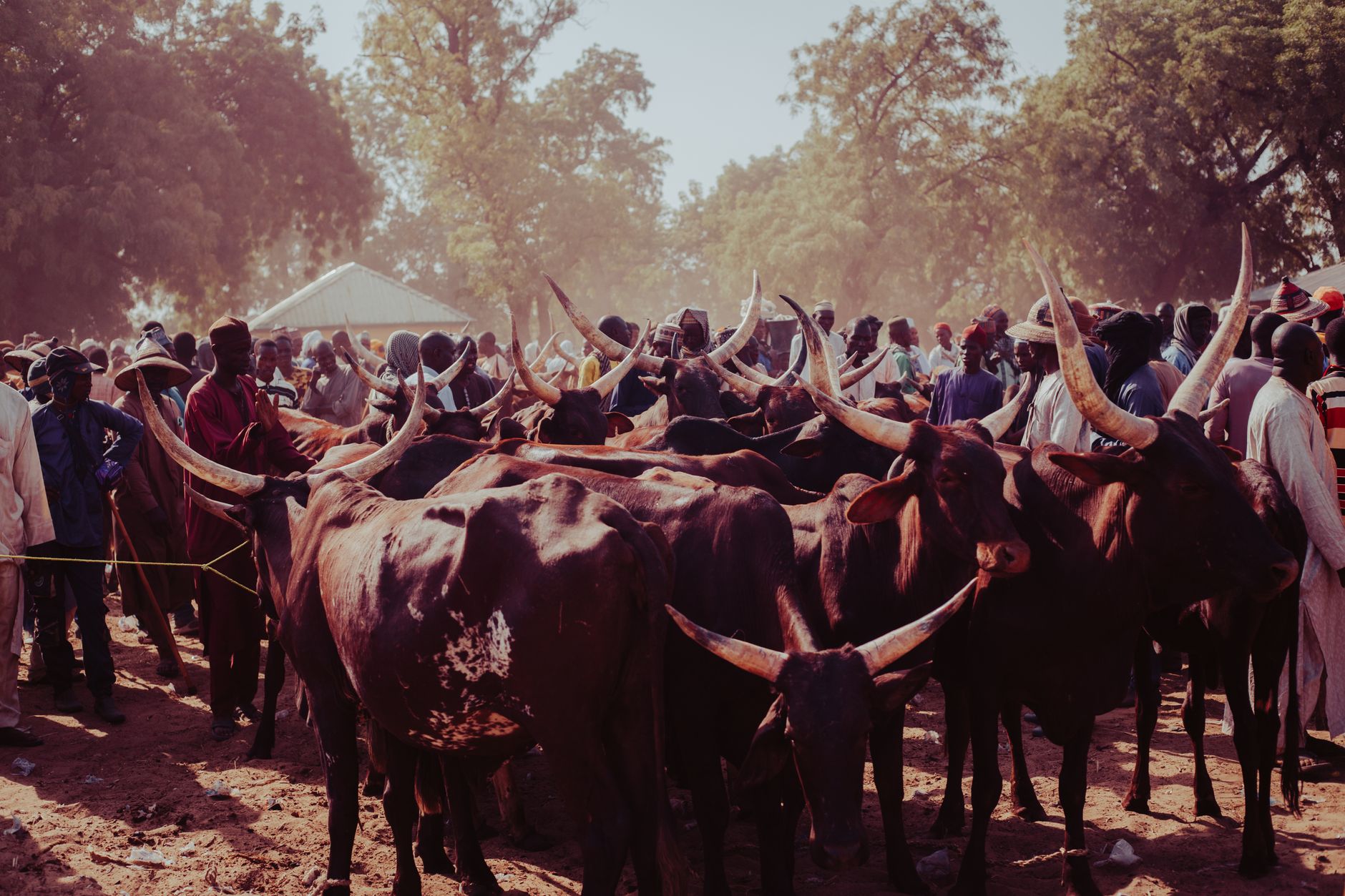 A bustling cattle market with many attendees and cattle, showcasing traditional livestock trade.